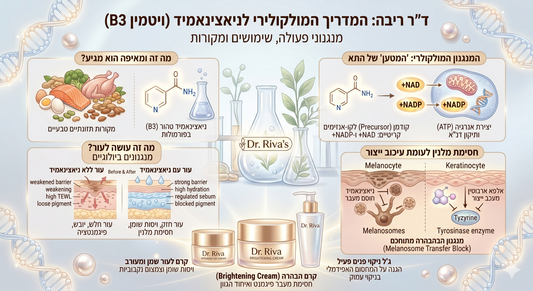 ניאצינאמיד: המולקולה הרב-תכליתית שכל תא בעור צריך
